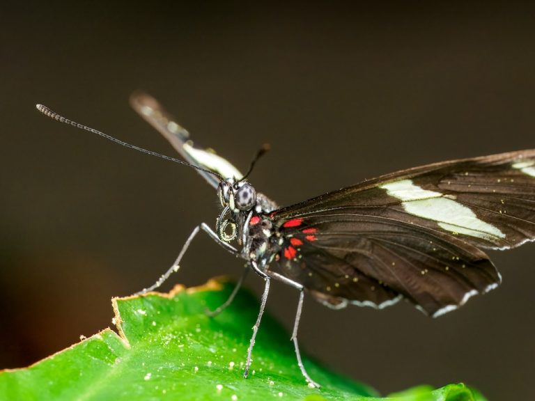 Makro-Magie in Frankfurt: Mein Tag im Reich der Schmetterlinge 🦋